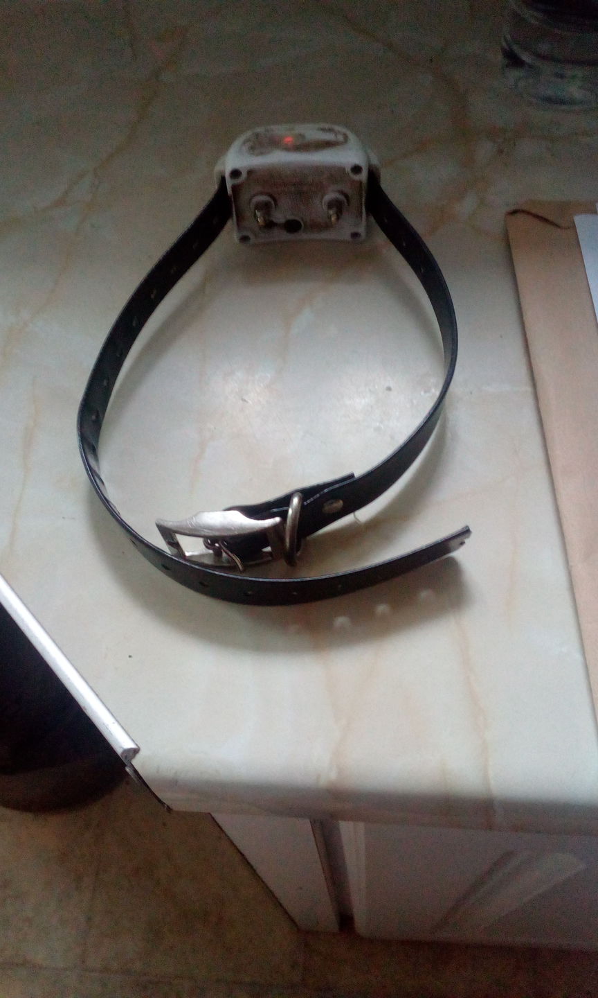 Customer photo review of Spare Collar for Wireless Dog Fence (KD661C)