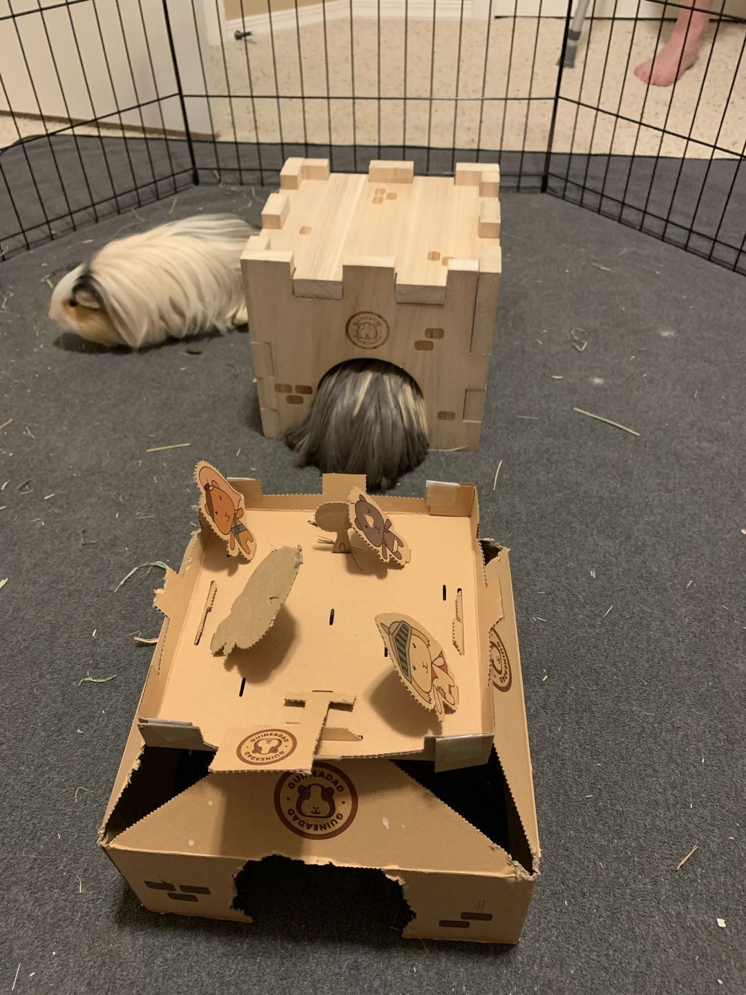 Customer photo review of GuineaDad Queen's Castle