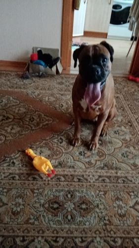 Customer photo review of Rubber Chicken