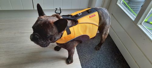 EzyDog X2 Boost XL, rosa Giubbotto salvagente per cani EzyDog X2 Boost XL, rosa Giubbotto salvagente per cani