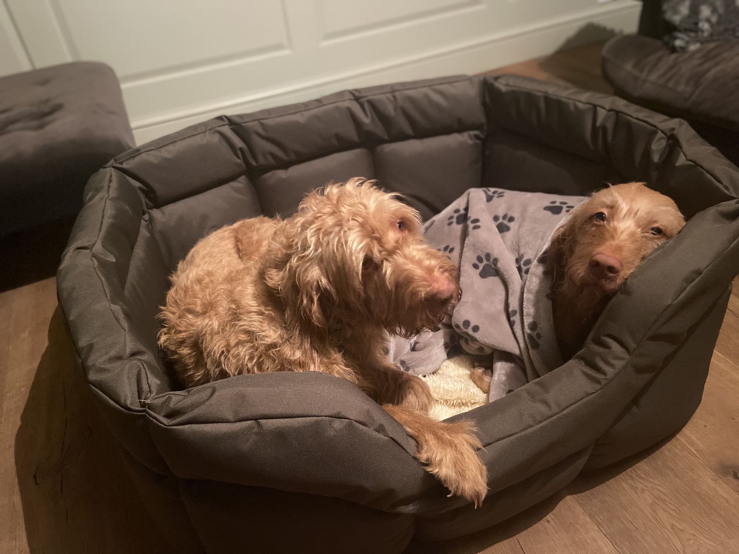 Customer photo review of Country Dog Heavy Duty Rectangular Dog Bed