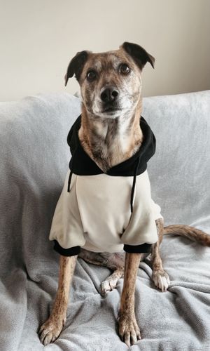 Customer photo review of Olive Cream Dog Hoodie