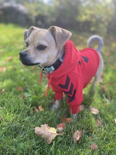 Customer photo review of "WOOF" Dog Hoodie - Red