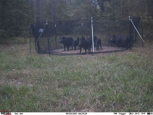 Customer photo review of Pig Brig Trap System