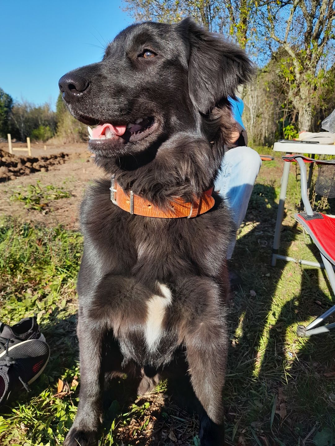 Customer photo review of Collar Duke Marrón Corrugado Envejecido/Marrón Corrugado Envejecido