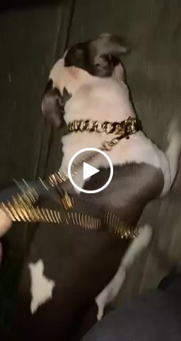 Customer video review of MIAMI LEASH