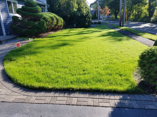 Customer photo review of GCI Turf Type Tall fescue Grass Seed