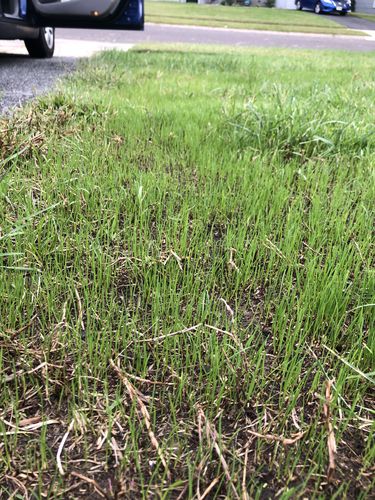 Customer photo review of GCI Turf Type Tall fescue Grass Seed