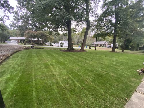 Customer photo review of GCI Turf Cool Blue Grass Seed