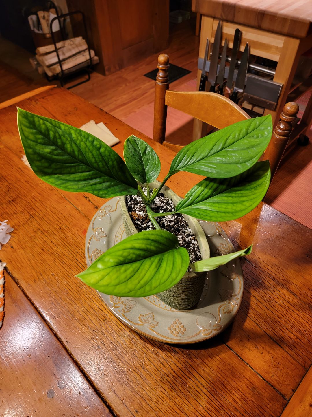 Customer photo review of 3" Monstera pinnatipartita