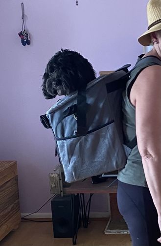 Customer photo review of All In One Pet Carrier Bag | Dog Bike Basket | Backpack for Dogs & Cats | Car Booster Seat