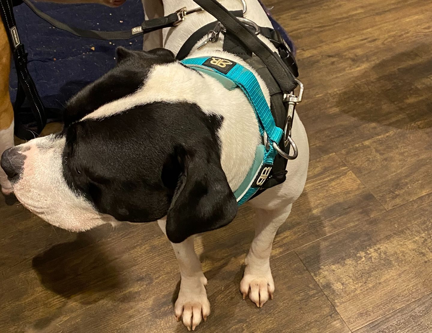 Customer photo review of 4cm RR Collar | Soft Padded & Reflective | Series 2 - Turquoise