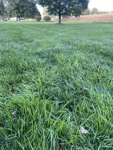Customer photo review of GCI Turf Type Tall fescue Grass Seed