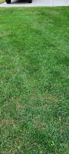 Customer photo review of GCI Turf Type Tall fescue Grass Seed