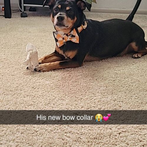 Customer photo review of Halloween plaid dog collar bow tie
