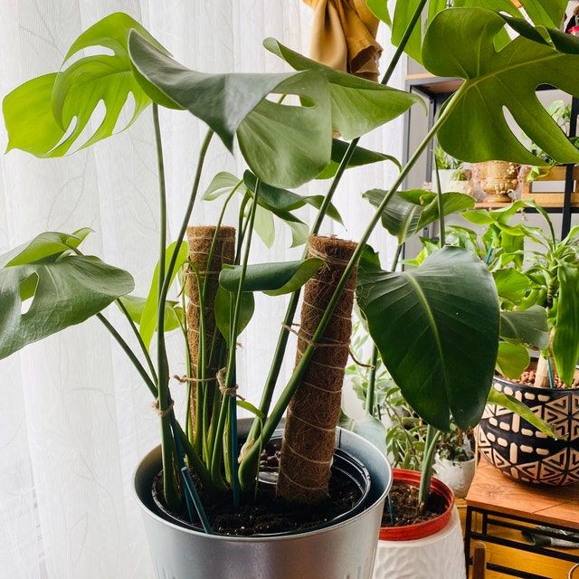 Customer photo review of Two Pack | Coco Coir Pole for Plant Support (Small)