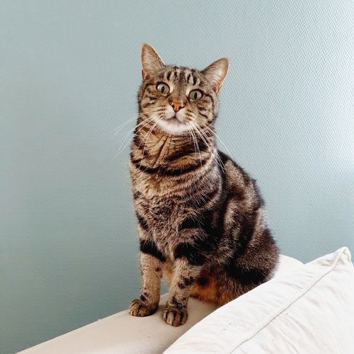 Avis photo d'un client sur Croquettes Chat Stérilisé Sans Céréales - Poulet