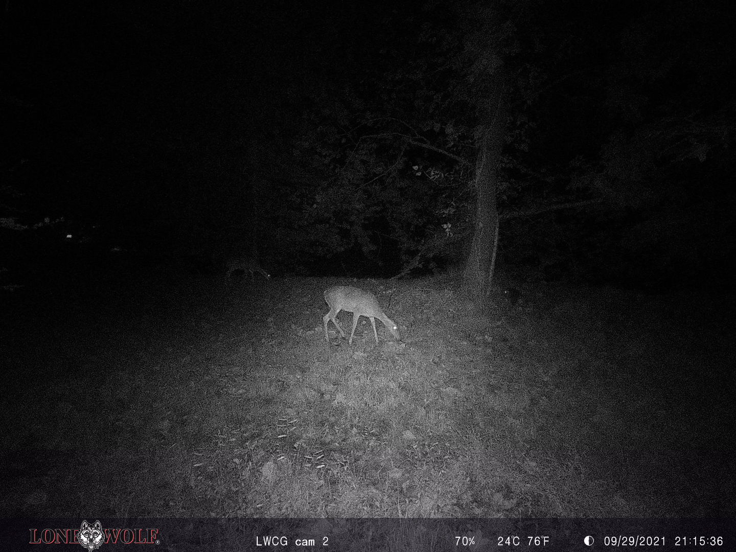Customer photo review of Undercover™ Trail Camera