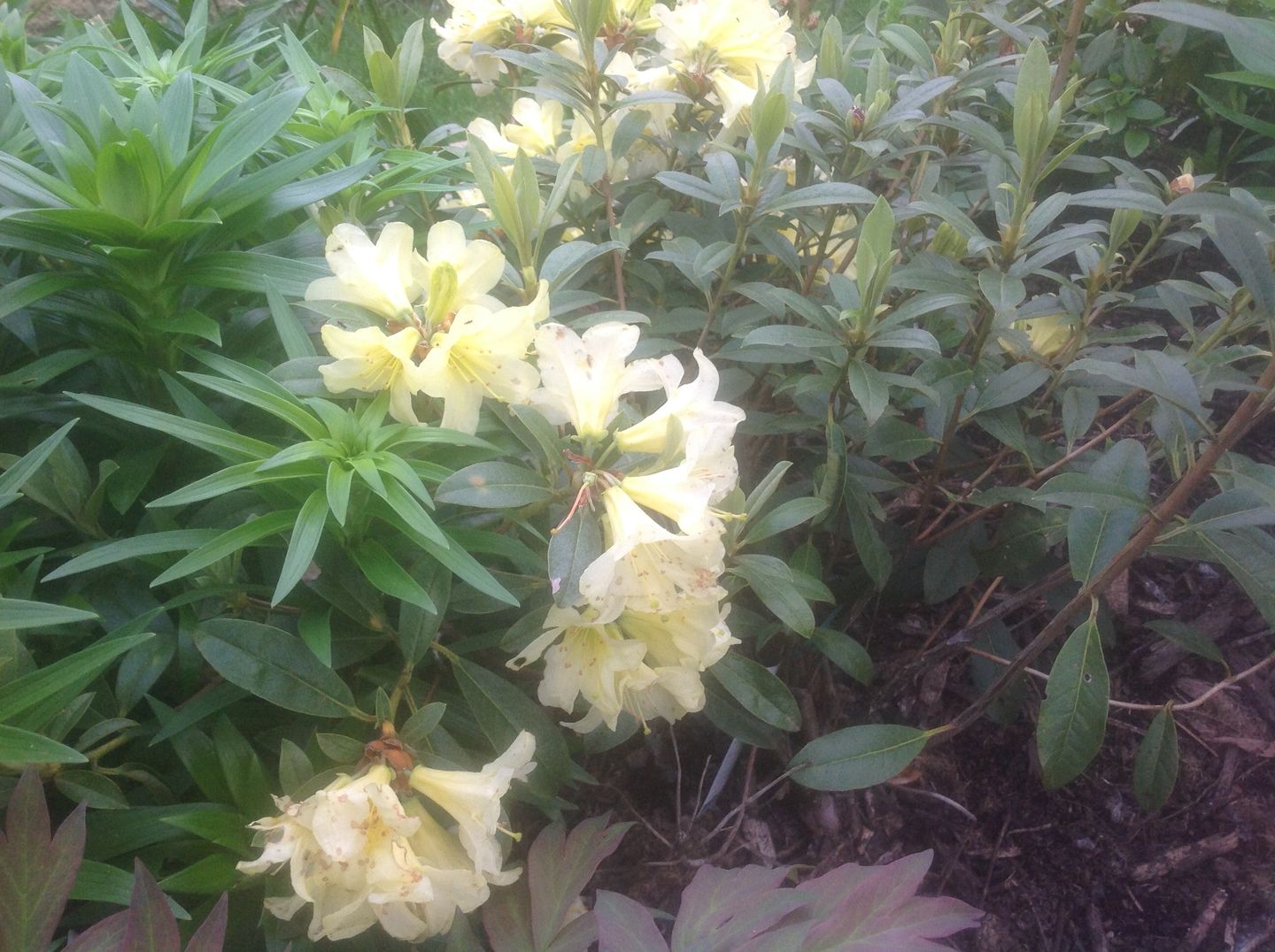 Customer photo review of Clivias