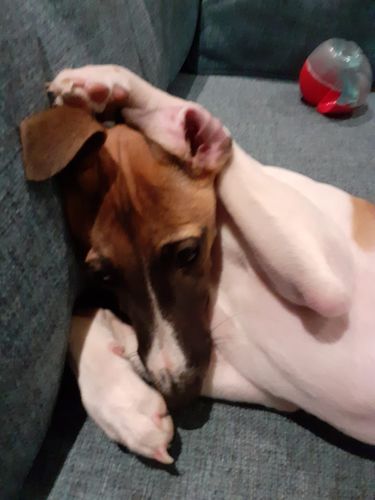 Customer photo review of Everest Dog Yak Chews