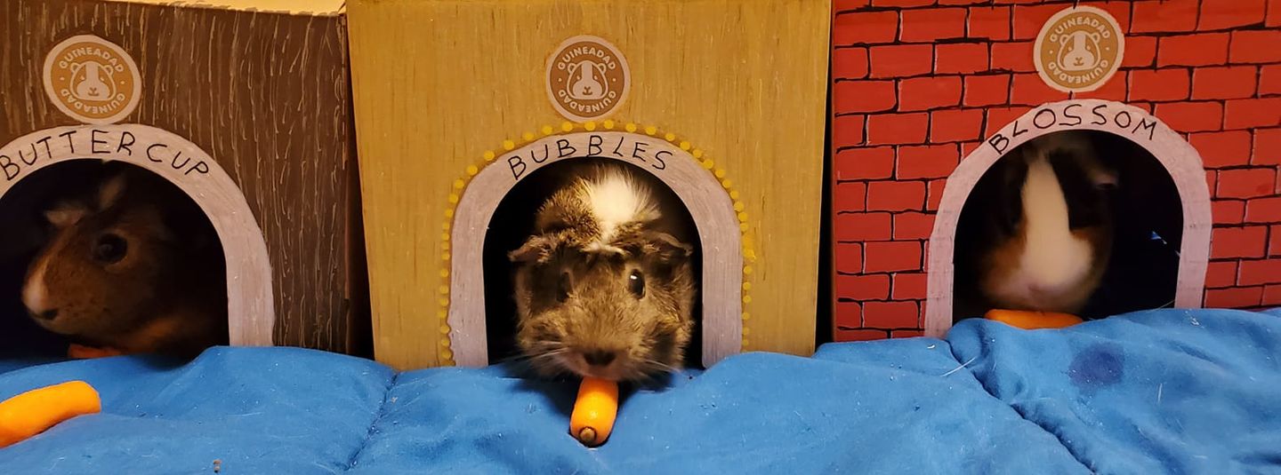 Customer photo review of GuineaDad Crunchy Condo - Pack of 3