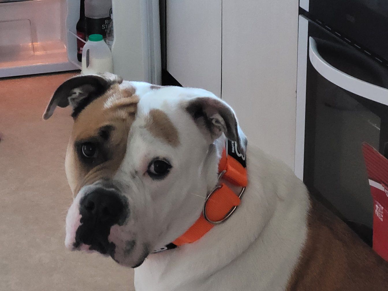 Customer photo review of 5cm RR Collar | Soft Padded & Reflective | Series 2 - Orange
