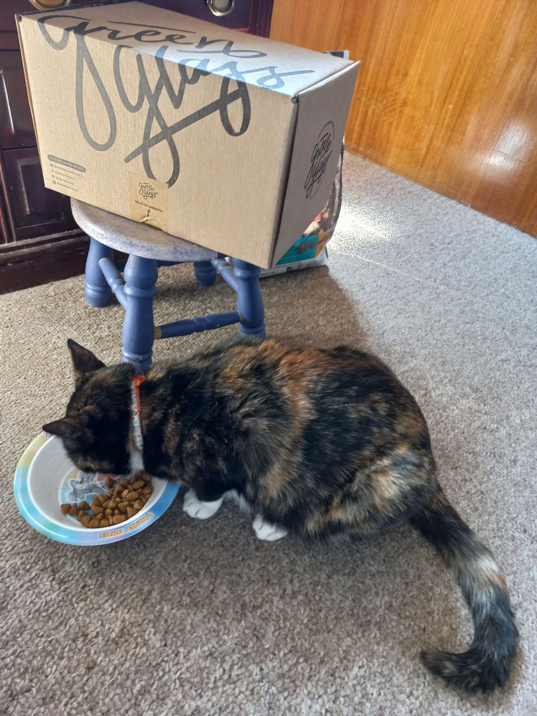 Customer photo review of Cat Lover Juego de 6 Vasos Gatunos 500ML