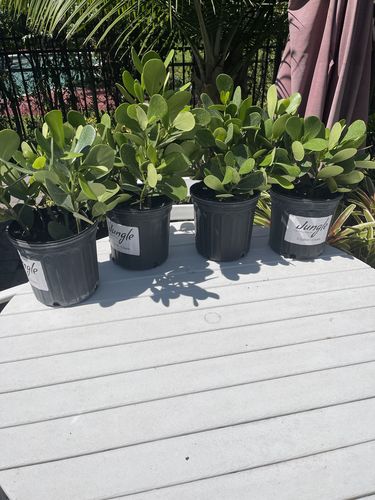 Customer photo review of Clusia