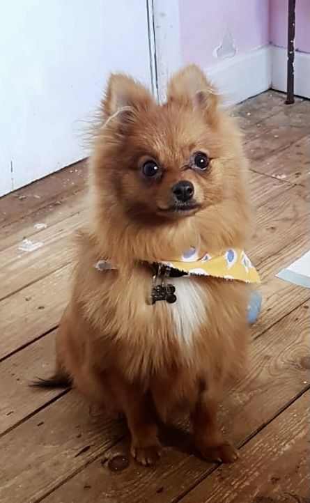 Customer photo review of Anti Bark Training Collar