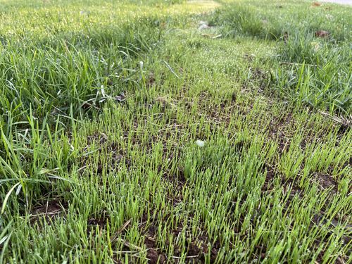 Customer photo review of GCI Turf Type Tall fescue Grass Seed