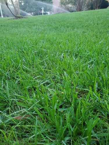 Customer photo review of GCI Turf Spreader Elite Grass Seed