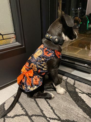 Customer photo review of Keepaws™ Leather AirTag Collar