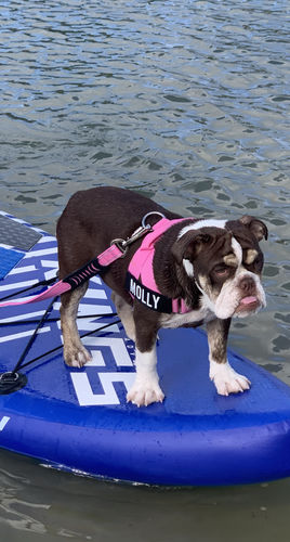 Customer photo review of DF Co. Pink Dog Leash