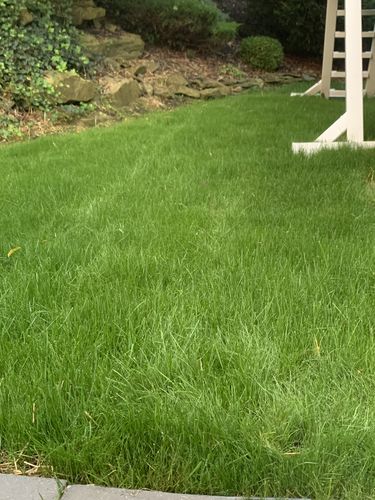 Customer photo review of GCI Turf Spreader Elite Grass Seed