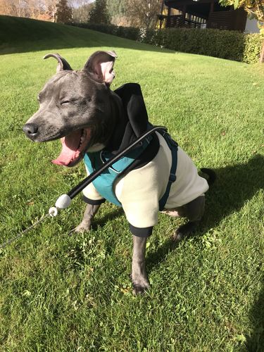 Customer photo review of Olive Cream Dog Hoodie