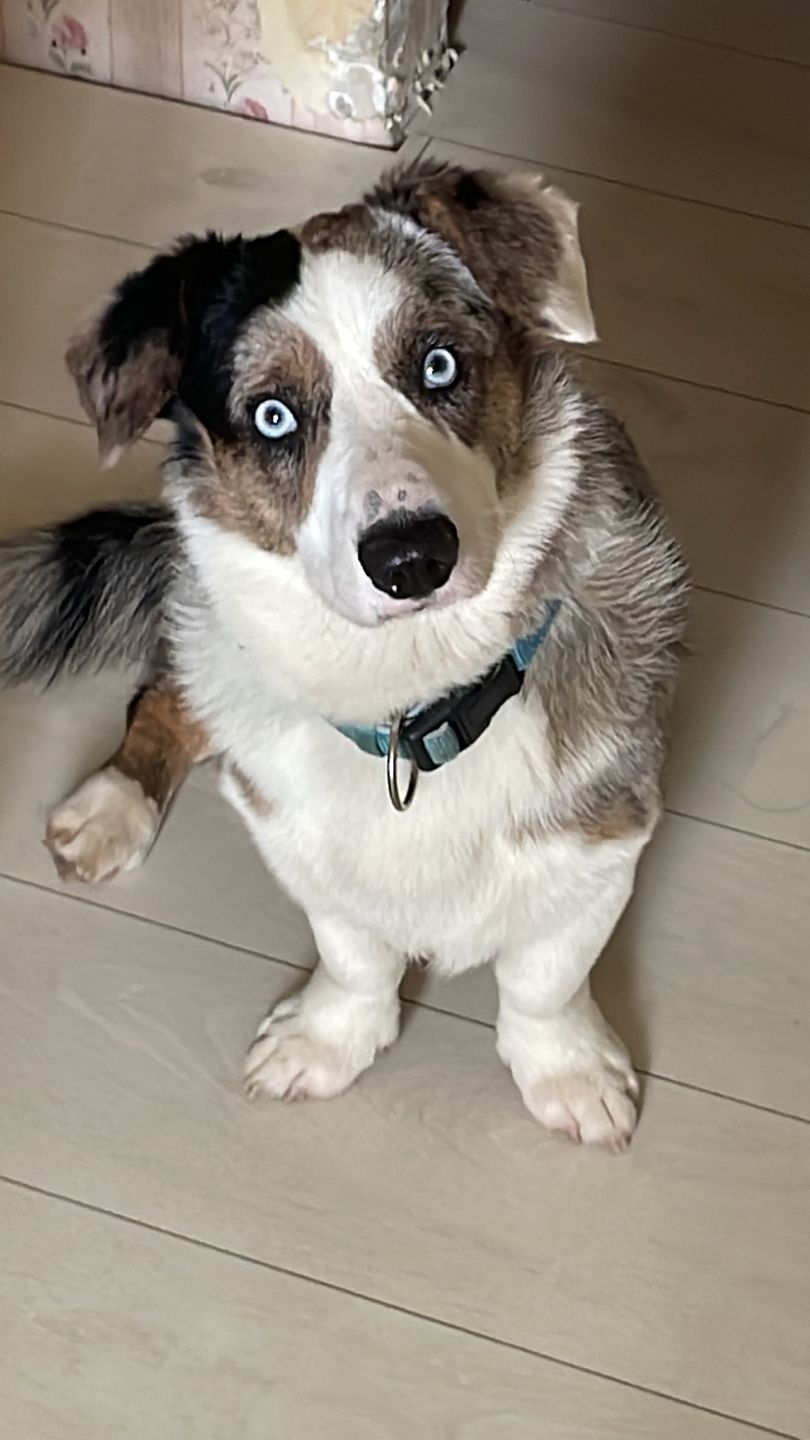 Customer photo review of Best Breeders Adult All breeds 26/16 ar jēru