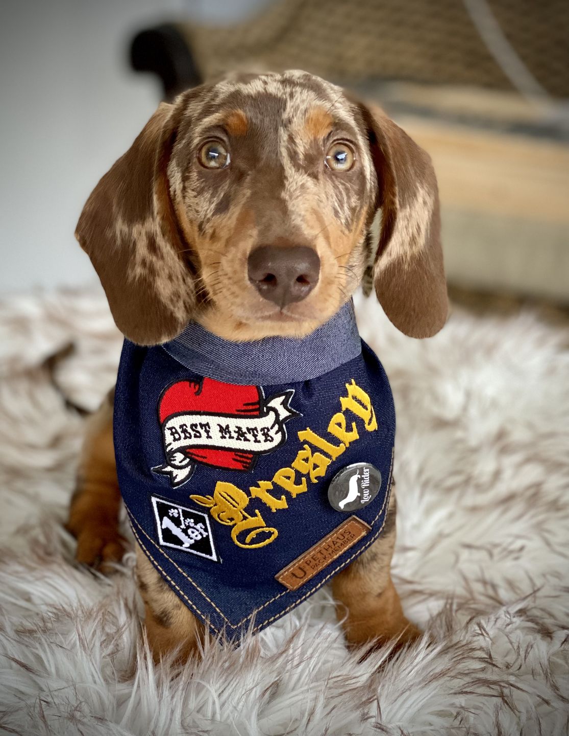 Customer photo review of Custom Text Denim Dog Bandana