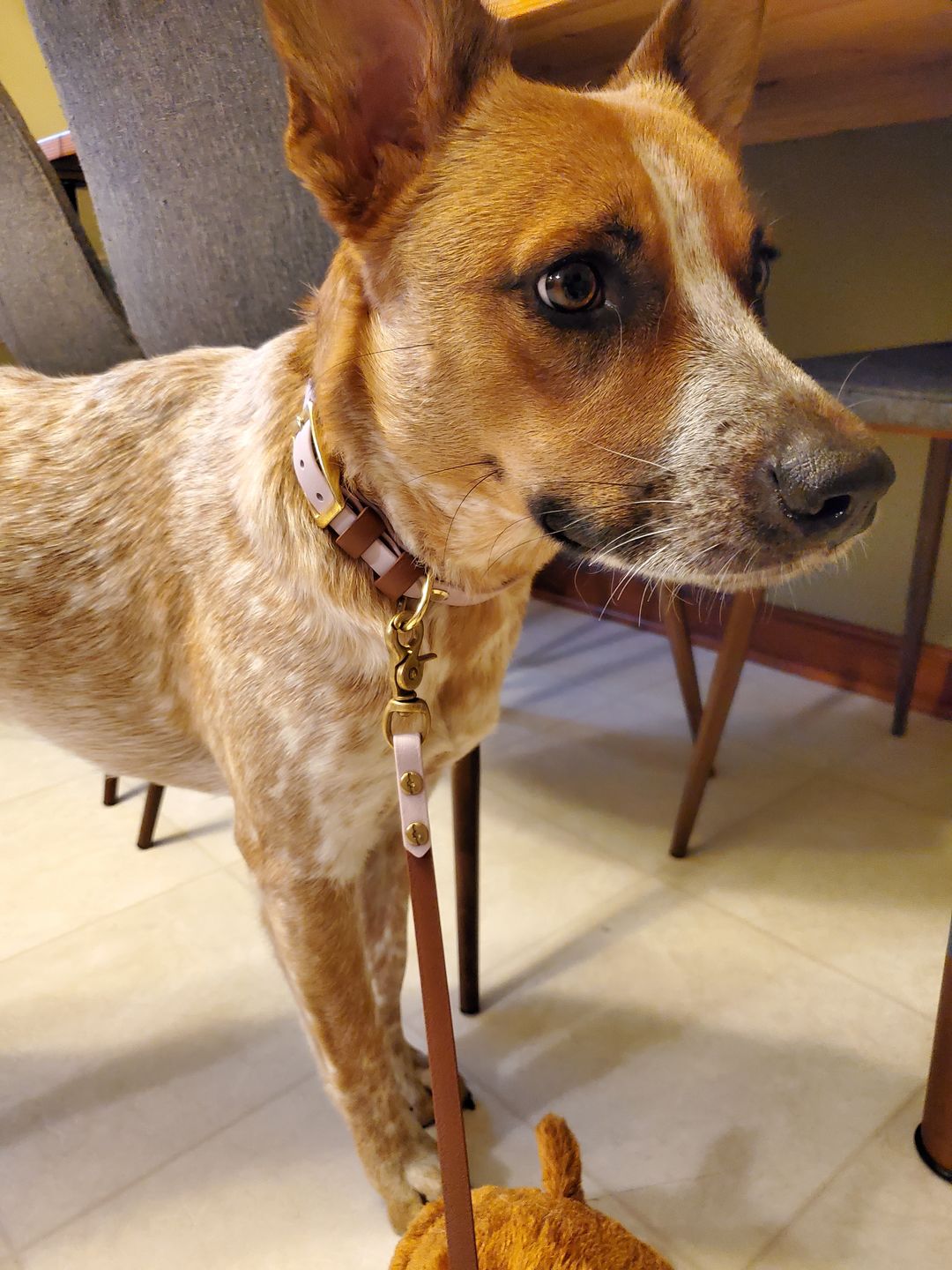 Customer photo review of Denali Center Ring Collar