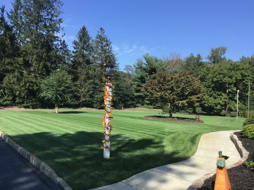 Customer photo review of GCI Turf Type Tall fescue Grass Seed