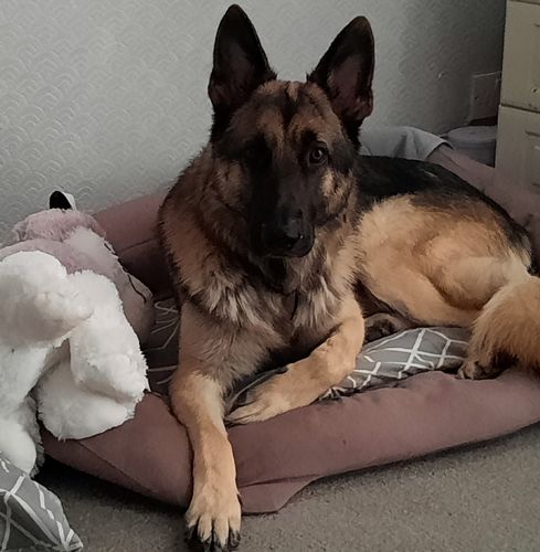 Customer photo review of Fish4Dogs Dog Treats