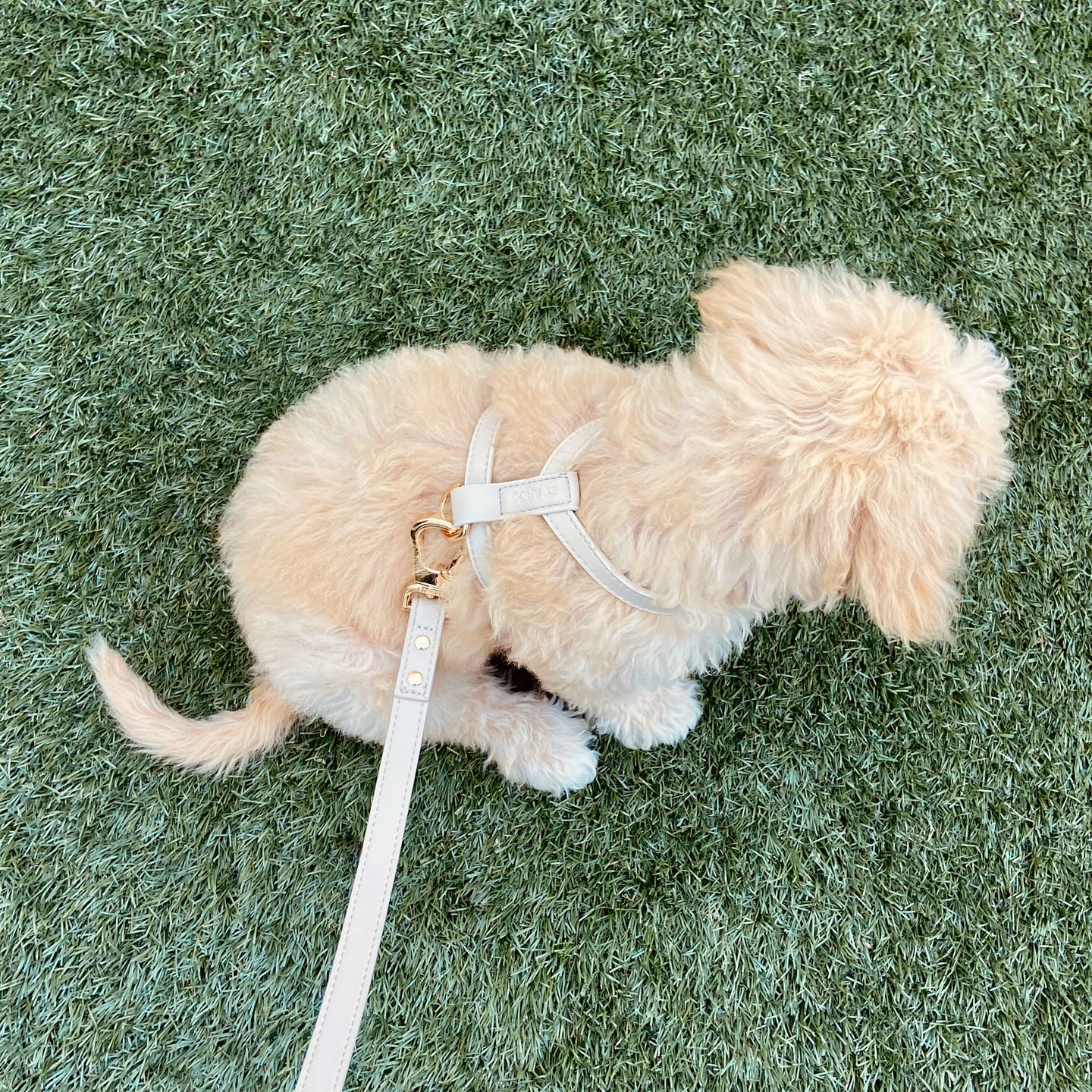 Customer photo review of HARNESS - Taupe
