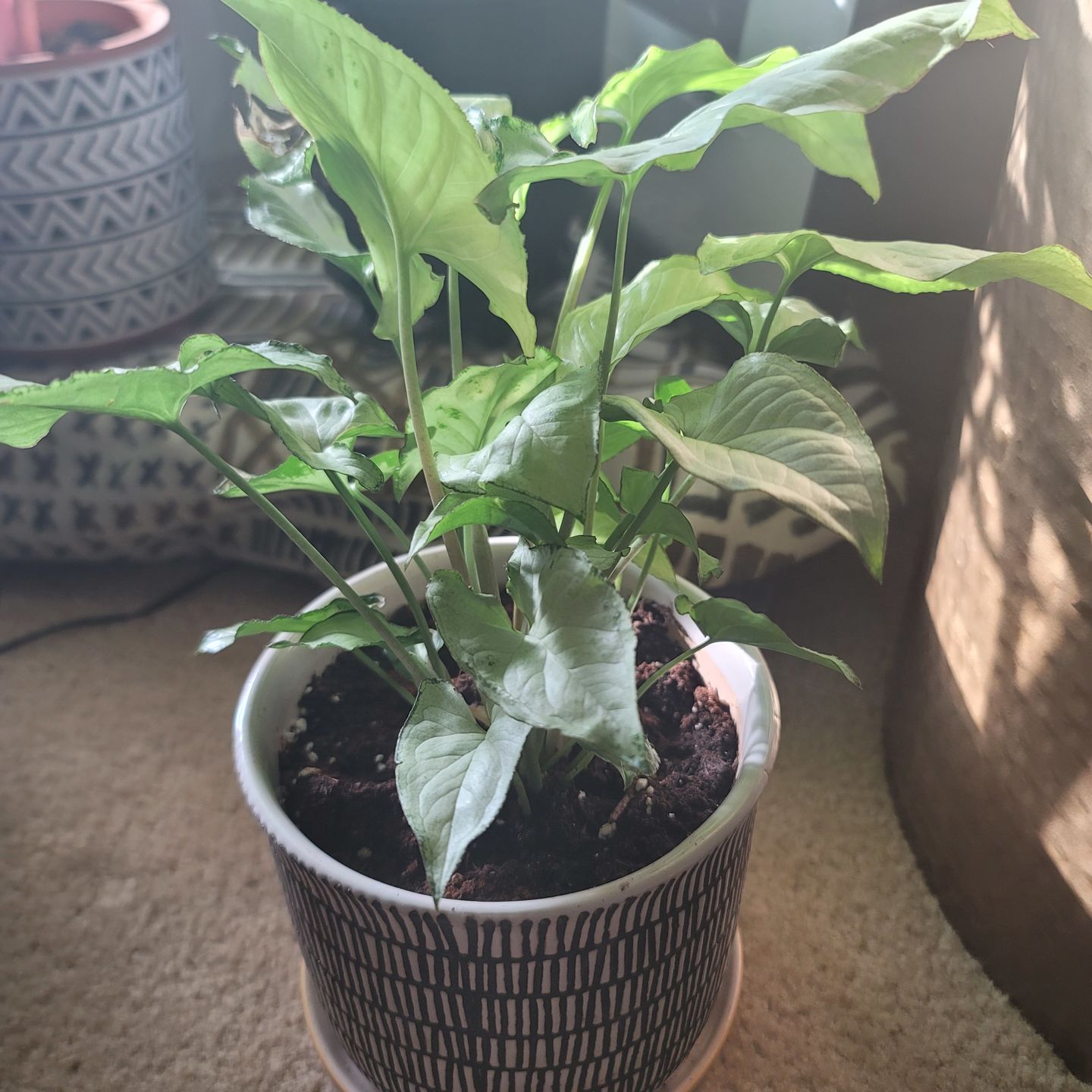Customer photo review of 4" Syngonium 'Holly M'