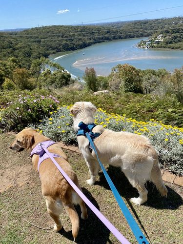 Customer photo review of Yogawear Harness Set - Blue