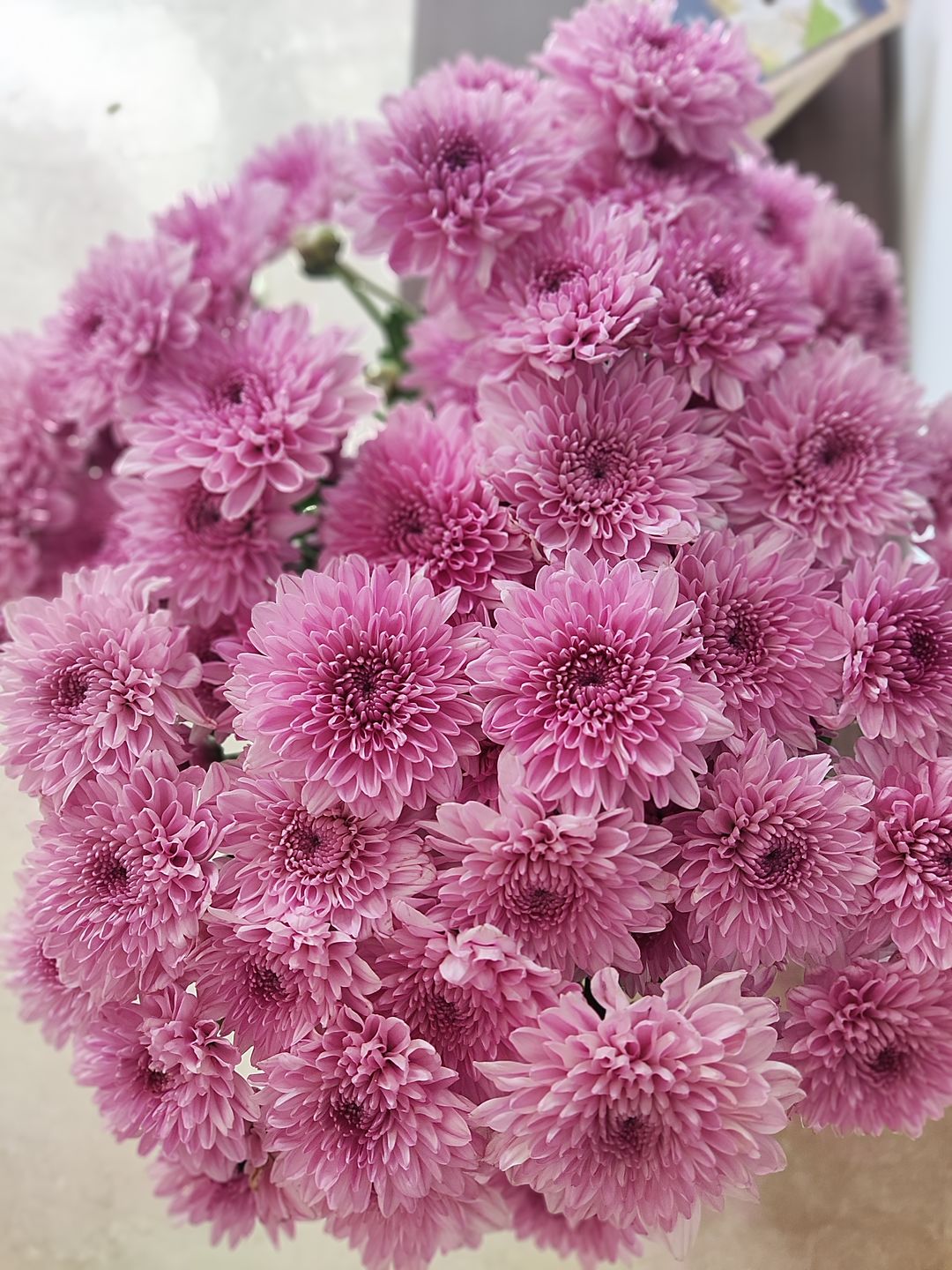 Customer photo review of Chrysanthemum
