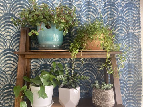 Healthy growing plants