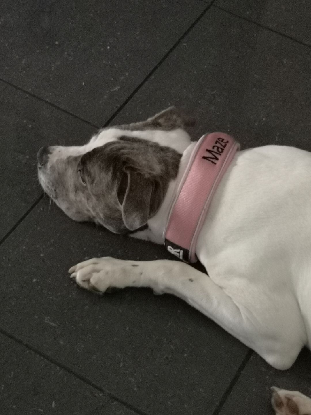 Customer photo review of 5cm RR Collar | Soft Padded & Reflective | Series 2 - Pink