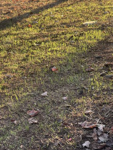 Customer photo review of GCI Turf Spreader Elite Grass Seed