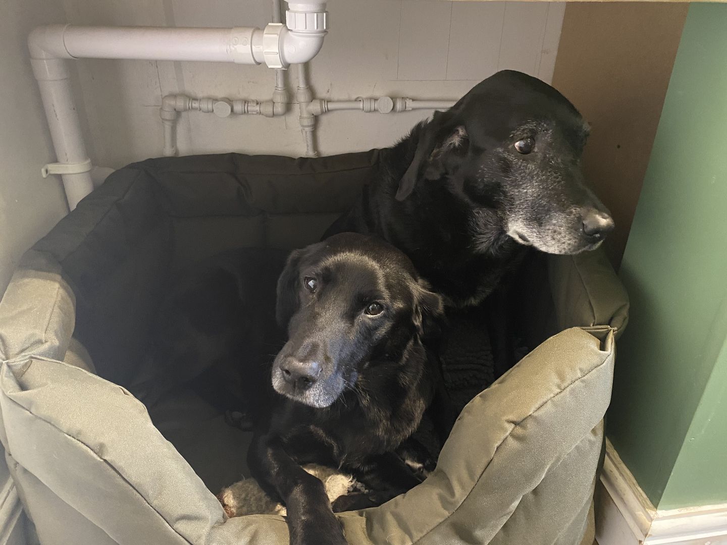 Customer photo review of Country Dog Heavy Duty Rectangular Dog Bed