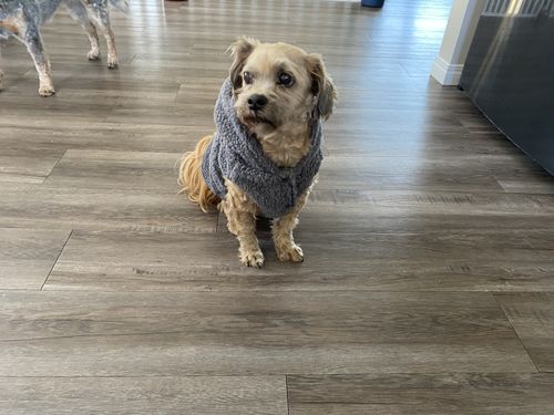 Customer photo review of Teddy Sherpa Jacket - Grey