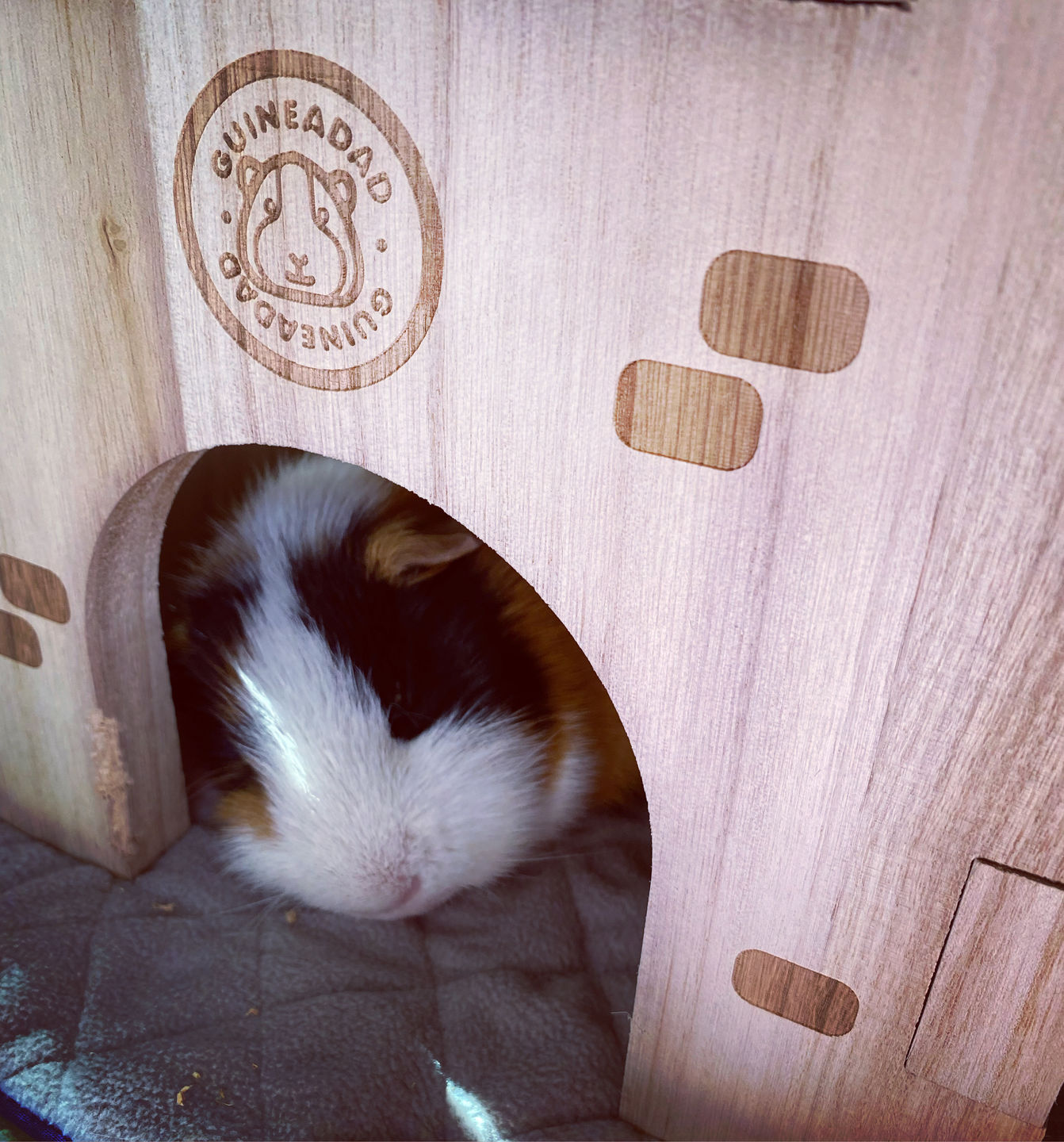Customer photo review of GuineaDad Queen's Castle